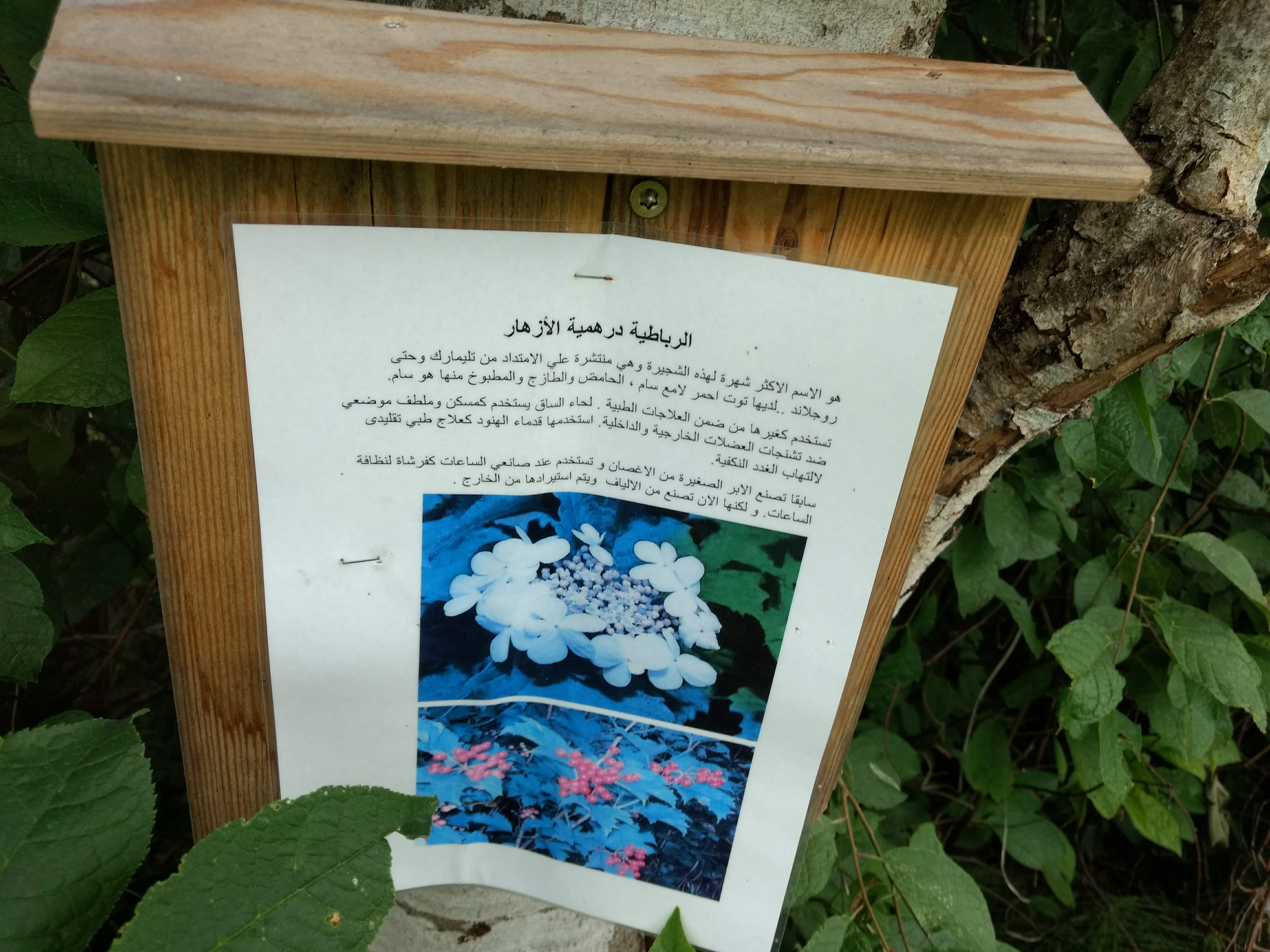 Et bilde fra en kultursti arrangert i en av kommunene han brukte hvor det stod skrevet om blomster og slikt på både norsk og arabisk. (Foto: Høgskolen i Innlandet)
