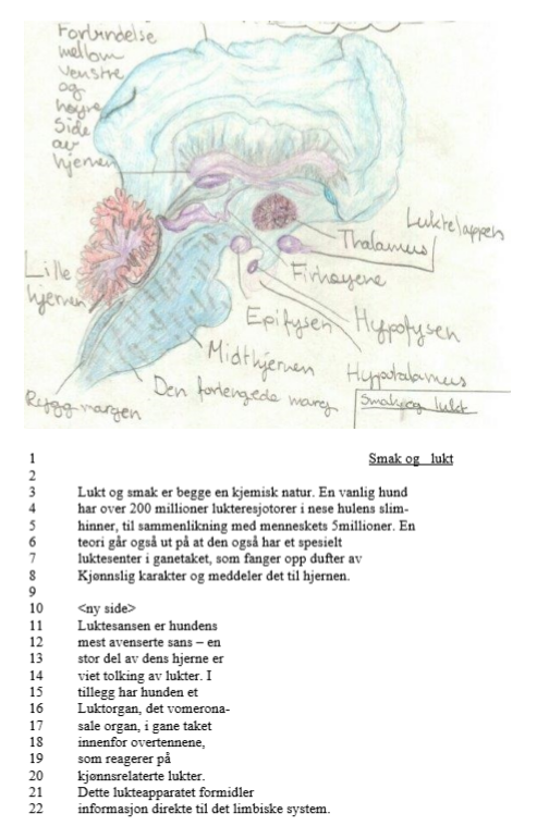 Figur 2 Elevtekst 2 - Læretegning "Smak og lukt" inkludert tegning, fagbegreper og prosatekst