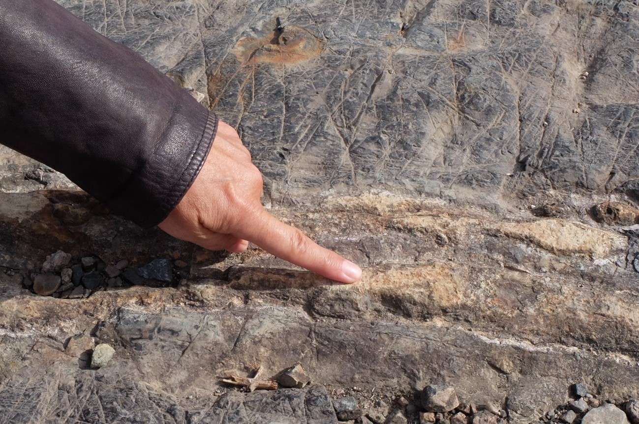 Dette var en lag-på-lag-stein som har blitt stripete på grunn av en prikkete stein. En sedimentær bergart har blitt brent av lava og forvandlet til en metamorf bergart. Foto: Eivind Torgersen