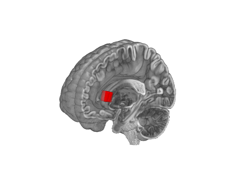 Området som forskerne har studert, kalles basalgangliene. Det er et samlebegrep for nervekjerner i hjernen. FOTO: TOMS VOITS