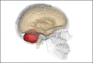 Figur 1 Forskere fra Stanford University i USA er de første til å finne direkte bevis for at Lillehjernen (merket rødt) er den aktive delen i den kreative prosessen. Illustrasjon: «BodyParts3D» © The Database Center for Life Science licensed under CC Attribution